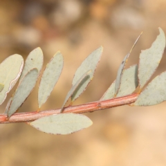 Acacia buxifolia subsp. buxifolia at Jerrawa, NSW - 9 Aug 2024 12:31 PM