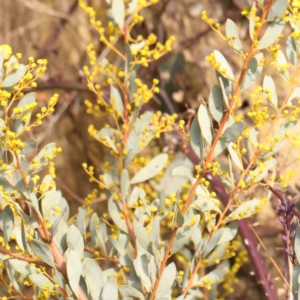 Acacia buxifolia subsp. buxifolia at Jerrawa, NSW - 9 Aug 2024