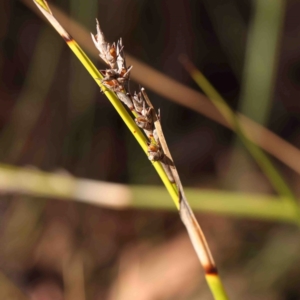 Lepidosperma laterale at Jerrawa, NSW - 9 Aug 2024