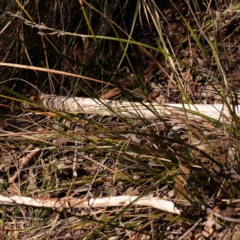 Lepidosperma laterale at Jerrawa, NSW - 9 Aug 2024