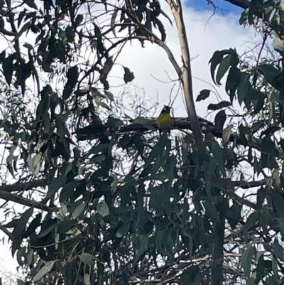 Pachycephala pectoralis (Golden Whistler) at Bruce, ACT - 12 Aug 2024 by JVR