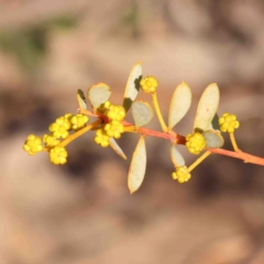 Acacia buxifolia subsp. buxifolia (Box-leaf Wattle) at Jerrawa, NSW - 9 Aug 2024 by ConBoekel