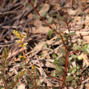 Acacia buxifolia subsp. buxifolia at Jerrawa, NSW - 9 Aug 2024 02:02 PM