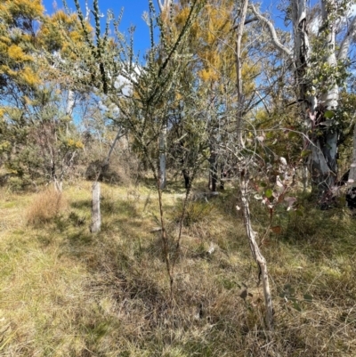 Acacia pravissima (Wedge-leaved Wattle, Ovens Wattle) at Bruce, ACT - 12 Aug 2024 by JVR