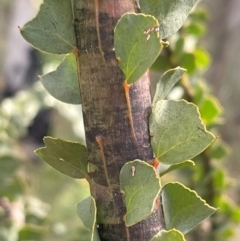 Acacia pravissima at Bruce, ACT - 12 Aug 2024 02:13 PM