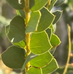 Acacia pravissima at Bruce, ACT - 12 Aug 2024 02:13 PM