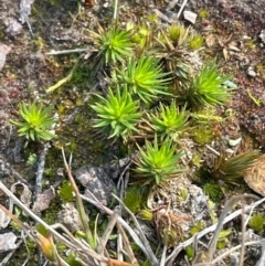 Polytrichaceae sp. (family) (A moss) at Bruce, ACT - 12 Aug 2024 by JVR