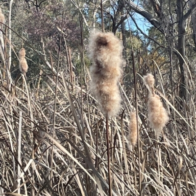 Typha sp. (Cumbungi) at Bruce, ACT - 12 Aug 2024 by JVR