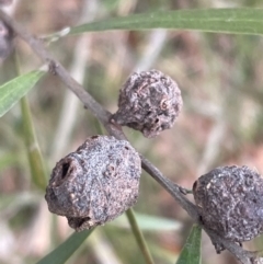 Unidentified gall of Acacia sp. at Bruce, ACT - 12 Aug 2024 by JVR