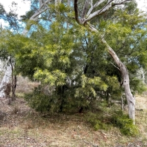 Acacia floribunda at Bruce, ACT - 12 Aug 2024