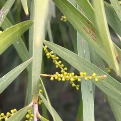 Acacia floribunda at Bruce, ACT - 12 Aug 2024