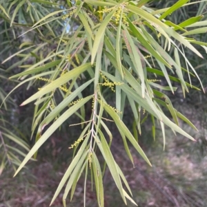 Acacia floribunda at Bruce, ACT - 12 Aug 2024