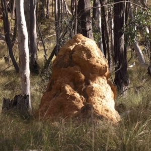 Coptotermes lacteus at Jerrawa, NSW - 9 Aug 2024