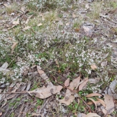 Cryptandra amara at Symonston, ACT - 12 Aug 2024