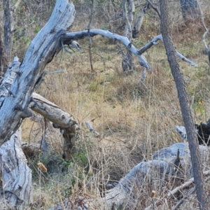 Oryctolagus cuniculus at Hume, ACT - 12 Aug 2024