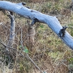 Oryctolagus cuniculus at Hume, ACT - 12 Aug 2024