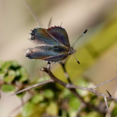 Paralucia crosbyi (Violet Copper Butterfly) at Captains Flat, NSW - 12 Aug 2024 by DPRees125