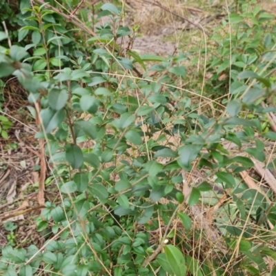 Ligustrum sinense (Narrow-leaf Privet, Chinese Privet) at Symonston, ACT - 12 Aug 2024 by Mike