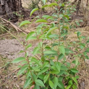 Ligustrum lucidum at Symonston, ACT - 12 Aug 2024