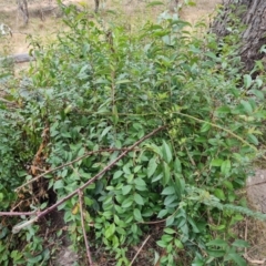 Ligustrum lucidum at Symonston, ACT - 12 Aug 2024