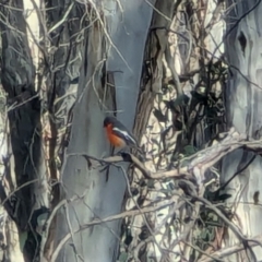 Petroica phoenicea (Flame Robin) at Kanangra, NSW - 11 Aug 2024 by MandyandScott