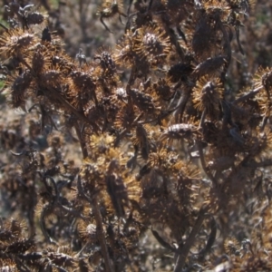 Xanthium spinosum at Whitlam, ACT - 11 Aug 2024