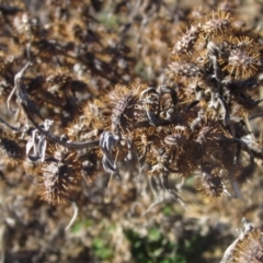 Xanthium spinosum at Whitlam, ACT - 11 Aug 2024 02:25 PM