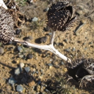 Datura stramonium at Whitlam, ACT - 11 Aug 2024