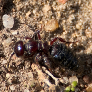 Tiphiinae sp. (sub-family) at Russell, ACT - 12 Aug 2024 02:01 PM