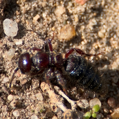 Tiphiinae sp. (sub-family) (A flower wasp) at Russell, ACT - 12 Aug 2024 by Hejor1