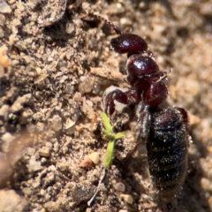 Tiphiinae sp. (sub-family) at Russell, ACT - 12 Aug 2024 02:01 PM