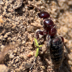 Tiphiinae sp. (sub-family) at Russell, ACT - 12 Aug 2024