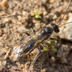 Apocrita (suborder) (Unidentified wasp) at Russell, ACT - 12 Aug 2024 by Hejor1