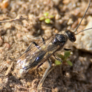 Unidentified at suppressed - 12 Aug 2024