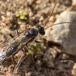 Unidentified at suppressed - 12 Aug 2024