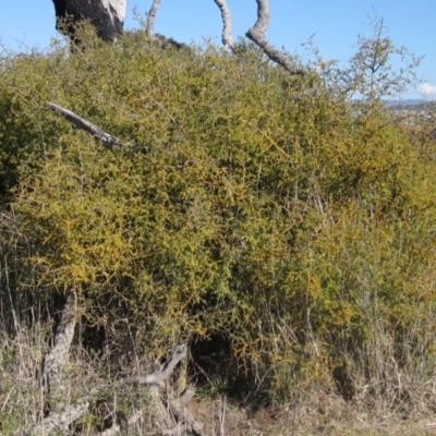 Lycium ferocissimum (African Boxthorn) at Whitlam, ACT - 11 Aug 2024 by pinnaCLE