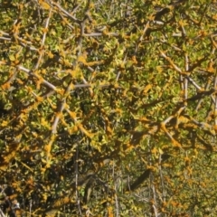 Lycium ferocissimum at Whitlam, ACT - 11 Aug 2024