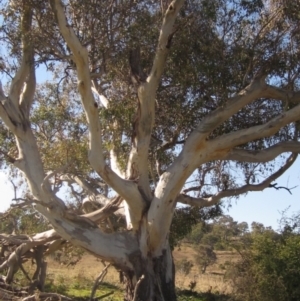 Eucalyptus blakelyi at Whitlam, ACT - 11 Aug 2024