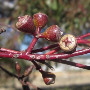 Eucalyptus blakelyi at Whitlam, ACT - 11 Aug 2024