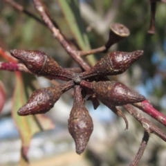 Eucalyptus blakelyi at Whitlam, ACT - 11 Aug 2024