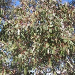 Eucalyptus blakelyi at Whitlam, ACT - 11 Aug 2024 02:04 PM