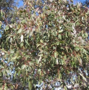 Eucalyptus blakelyi at Whitlam, ACT - 11 Aug 2024