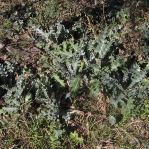 Onopordum acanthium at Whitlam, ACT - 11 Aug 2024 02:00 PM