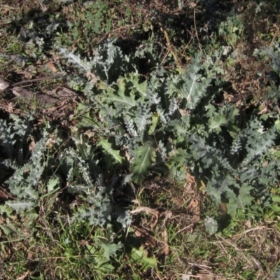 Onopordum acanthium (Scotch Thistle) at Whitlam, ACT - 11 Aug 2024 by pinnaCLE