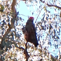 Callocephalon fimbriatum (identifiable birds) (Gang-gang Cockatoo (named birds)) at Cook, ACT - 11 Aug 2024 by CathB