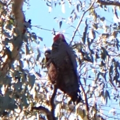 Callocephalon fimbriatum (identifiable birds) at Cook, ACT - suppressed