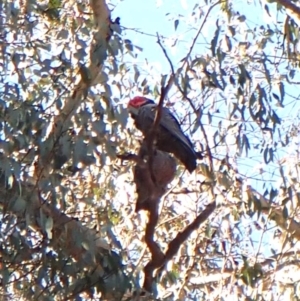 Callocephalon fimbriatum (identifiable birds) at Cook, ACT - 11 Aug 2024