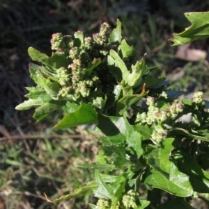 Chenopodium murale at Whitlam, ACT - 11 Aug 2024