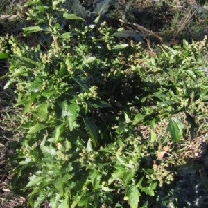 Chenopodium murale at Whitlam, ACT - 11 Aug 2024