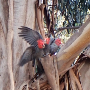 Callocephalon fimbriatum at Cook, ACT - 12 Aug 2024